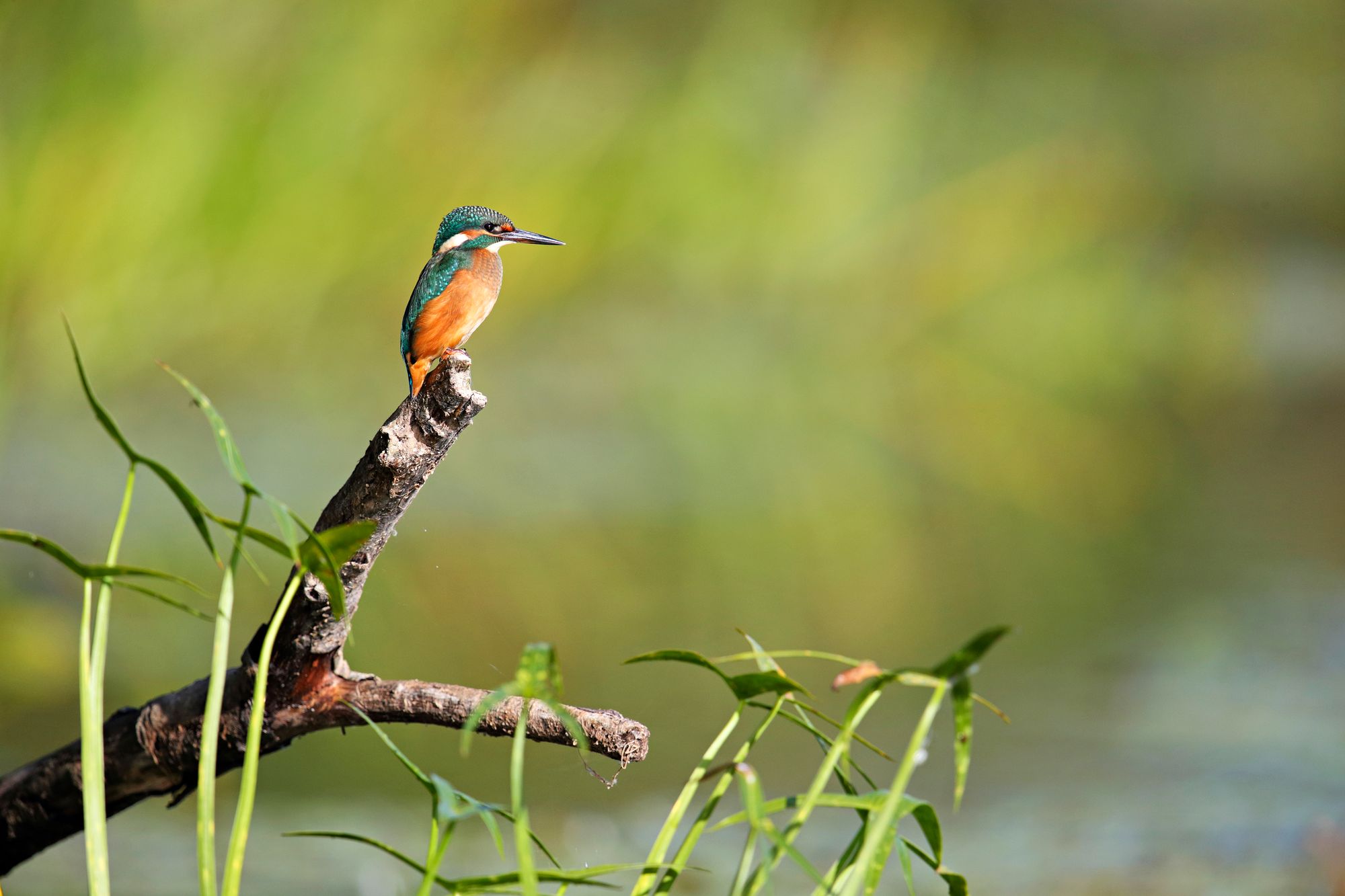 Kuningas­kalastaja on jokien värikäs lintu­harvinaisuus. © Remo Savisaar