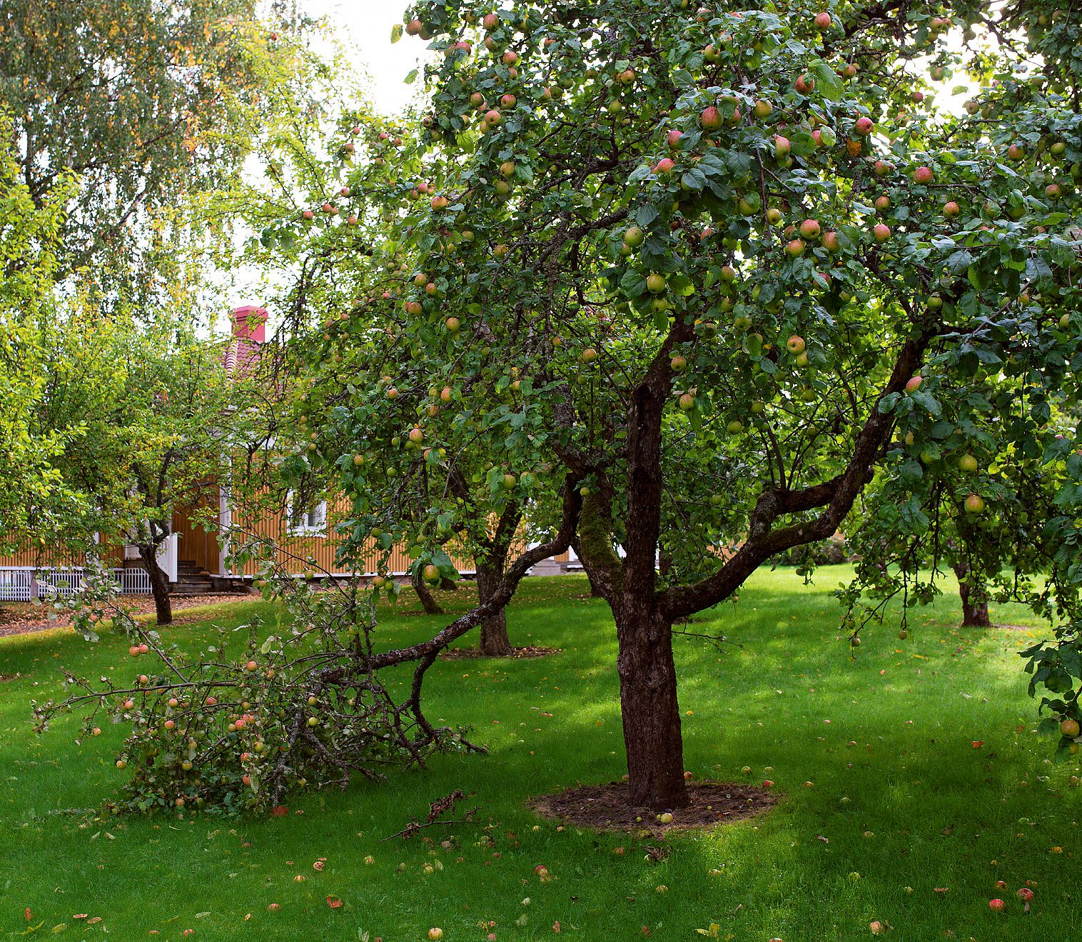 Huvitus oli kuuluisa omenapuutarhastaan. Kartanossa kehitettiin aikanaan myös Huvitus-omenalajike. © Vesa Ranta / Like-kustannus