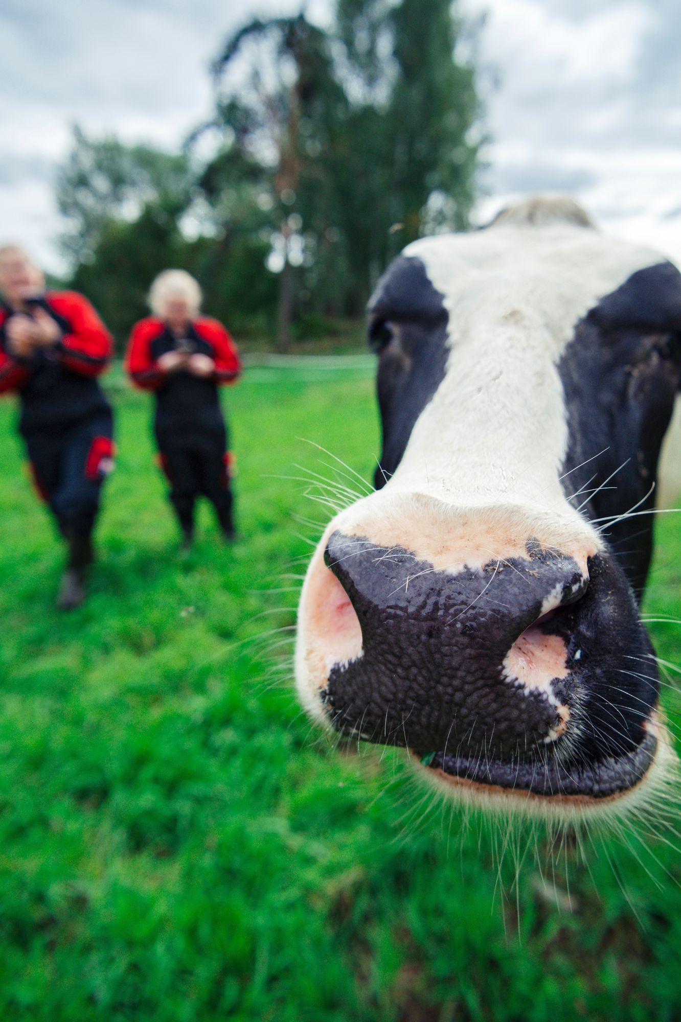 Helena kehuu lehmää oppivaiseksi eläimeksi. ”Kun siirryimme parsi­navetasta pihattoon, jotkut lehmät katsoivat minua silmiin kuin kysyen, mitä heidän pitää tehdä.” © Pihla Liukkonen