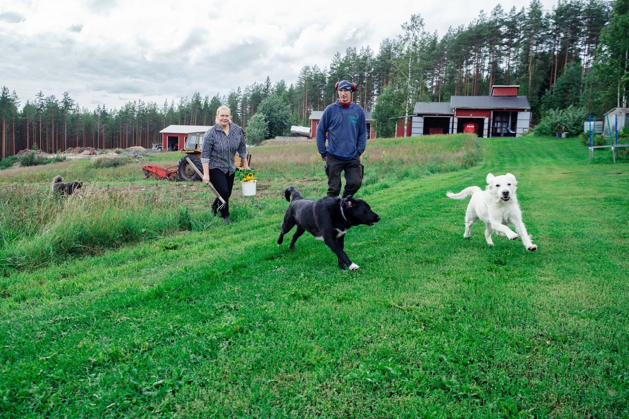 Oleg saapuu pellolta lounaalle samaa matkaa perunoita pellolta hakeneen Helenan kanssa. Koirat Mali ja Cara seuraavat. © Pihla Liukkonen
