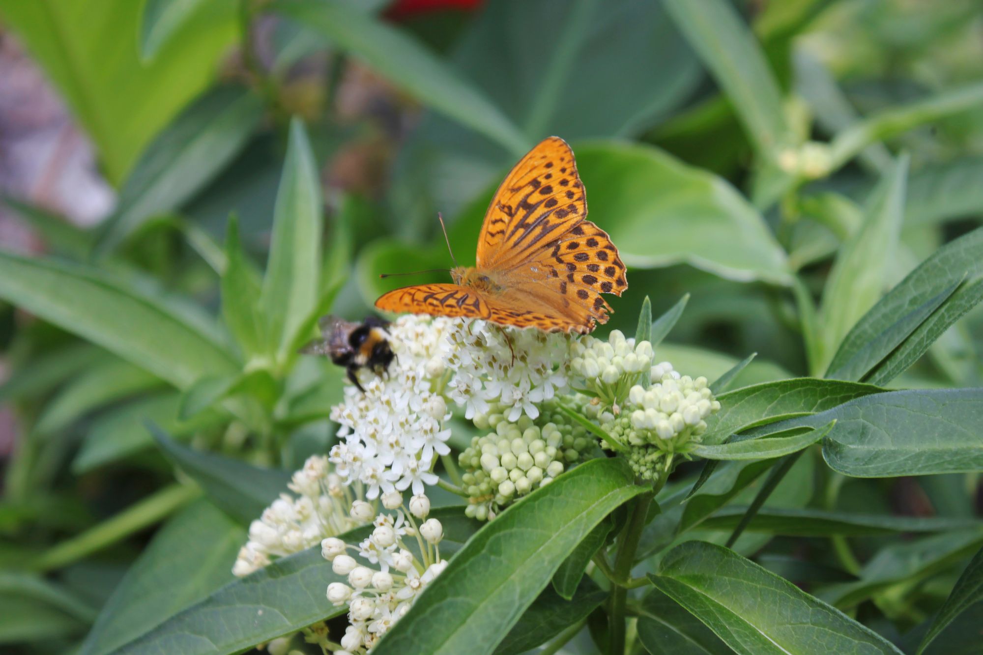 Runsaassa puutarhassa viihtyvät myös perhoset, tässä keisarinviitta. © Miina Leppänen