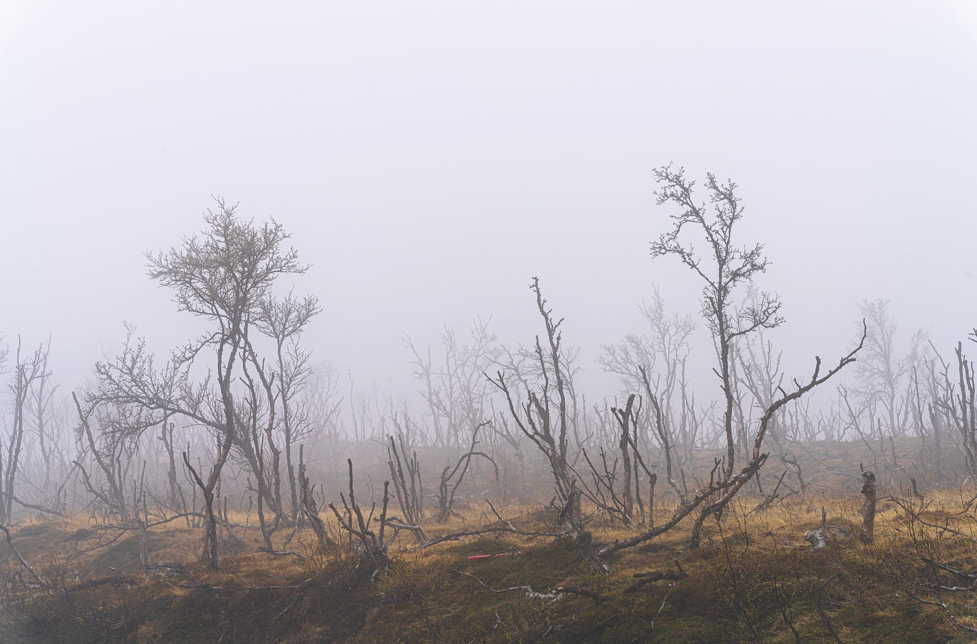 Pohjois-Norjan luonto on monipuolinen. Tämä utuisa suoalue sijaitsee lähellä Varanginvuonoa. © Juha Kauppinen
