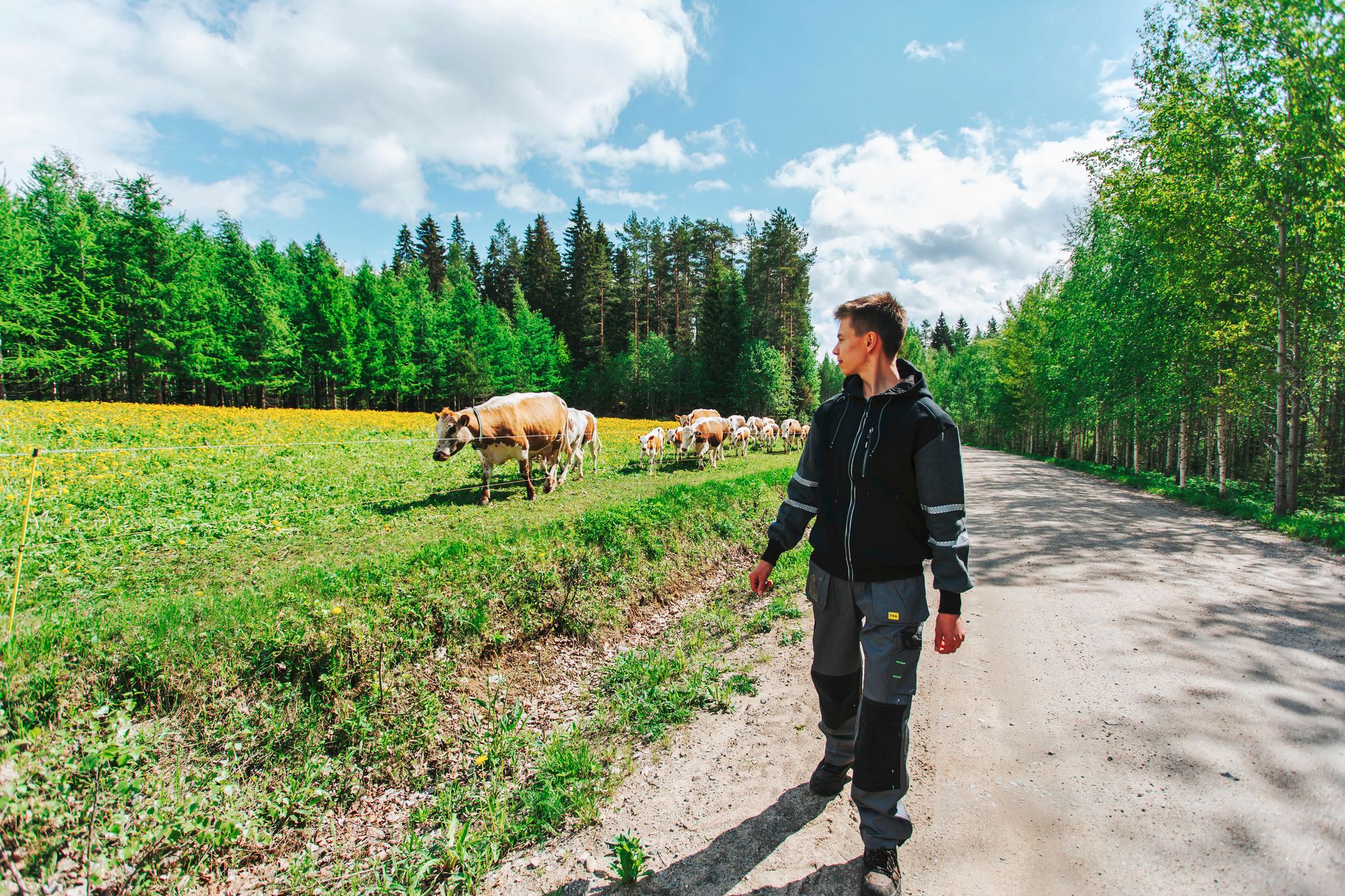 Kesän aikana Jasper siirää karjaa kodin ja vuokranavetan väliä tietä myöten. ”Johtajalehmänä Rentukka tulee silloin narussa edellä ja loput kulkevat perässä.” © Anna-Katri Hänninen