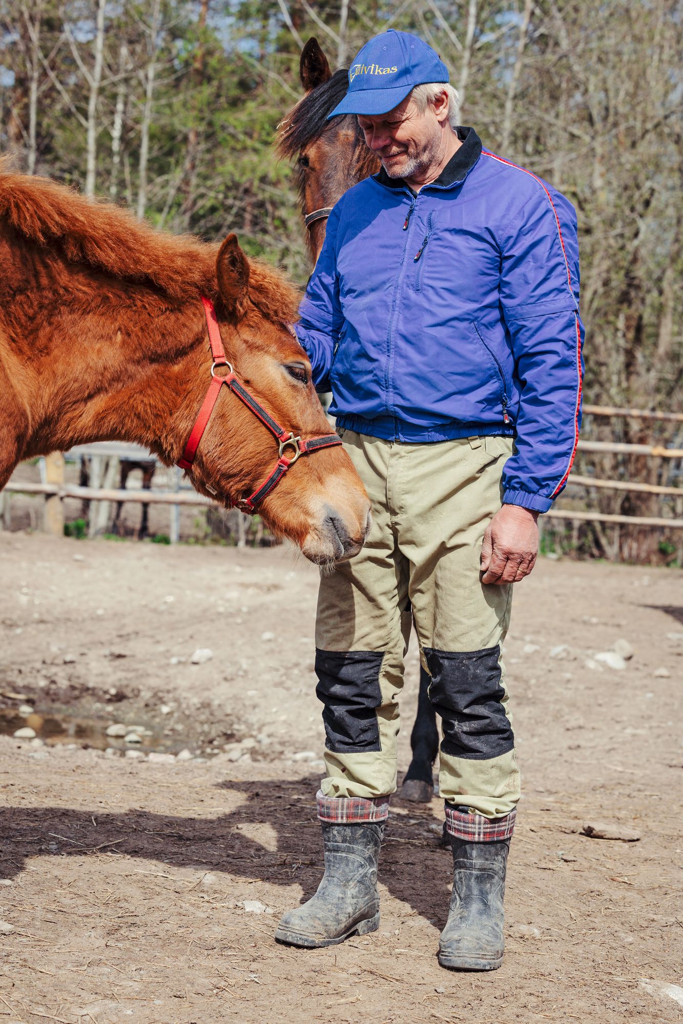 Kokeneen hevosalan ammattilaisen Terho Rautiaisen mukaan Rosee on ikäisekseen hyvin kehittynyt varsa. © Pihla Liukkonen