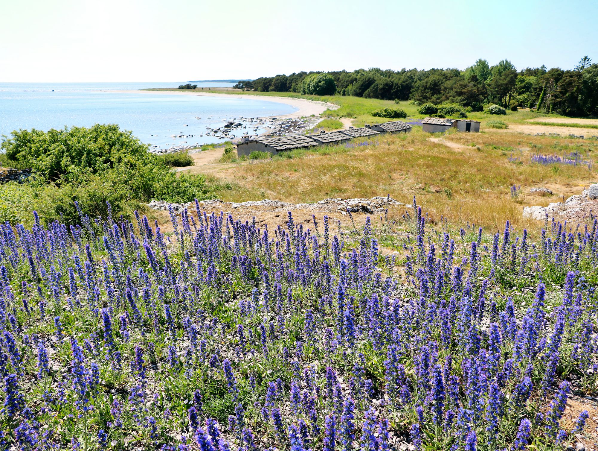 Neidonkielet värjäävät Gotlannin rannat sinisenkirjaviksi heinäkuussa. Erilaiset ruohot ja heinät sekä keltaiset ja punaiset kukat sinisen seassa ovat yhdessä kuin taideteos. Varsinkin pyöräretkellä maisemaan pääsee sukeltamaan kaikin aistein. © iStock