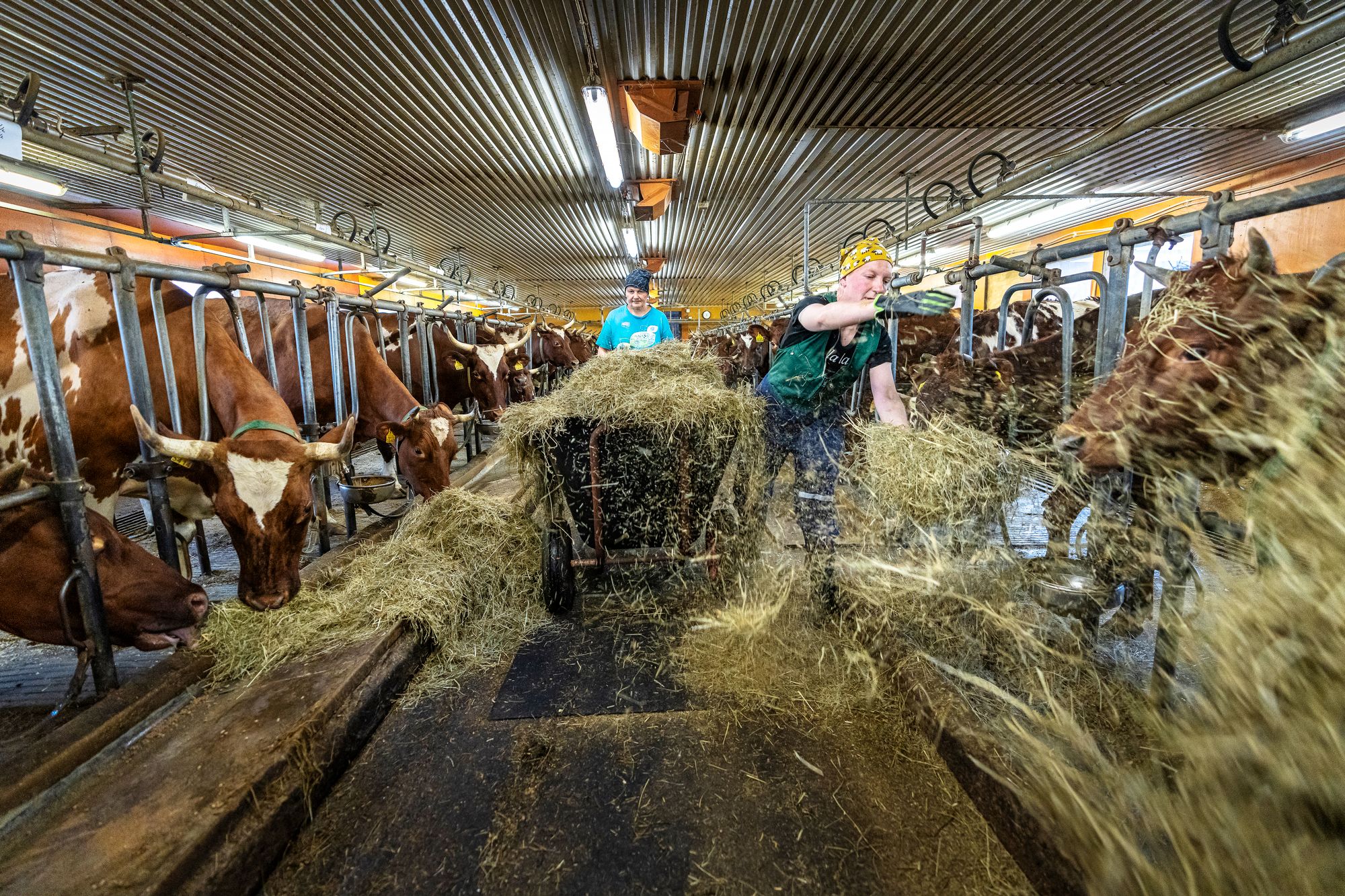 Irene Guttorm ja Heidi Suhonen jakavat heinää lehmille. Guttormin tilan 25 lehmästä suurin on Orvokki, jonka elopainoksi on aikoinaan punnittu 820 kiloa. © Juha Kauppinen