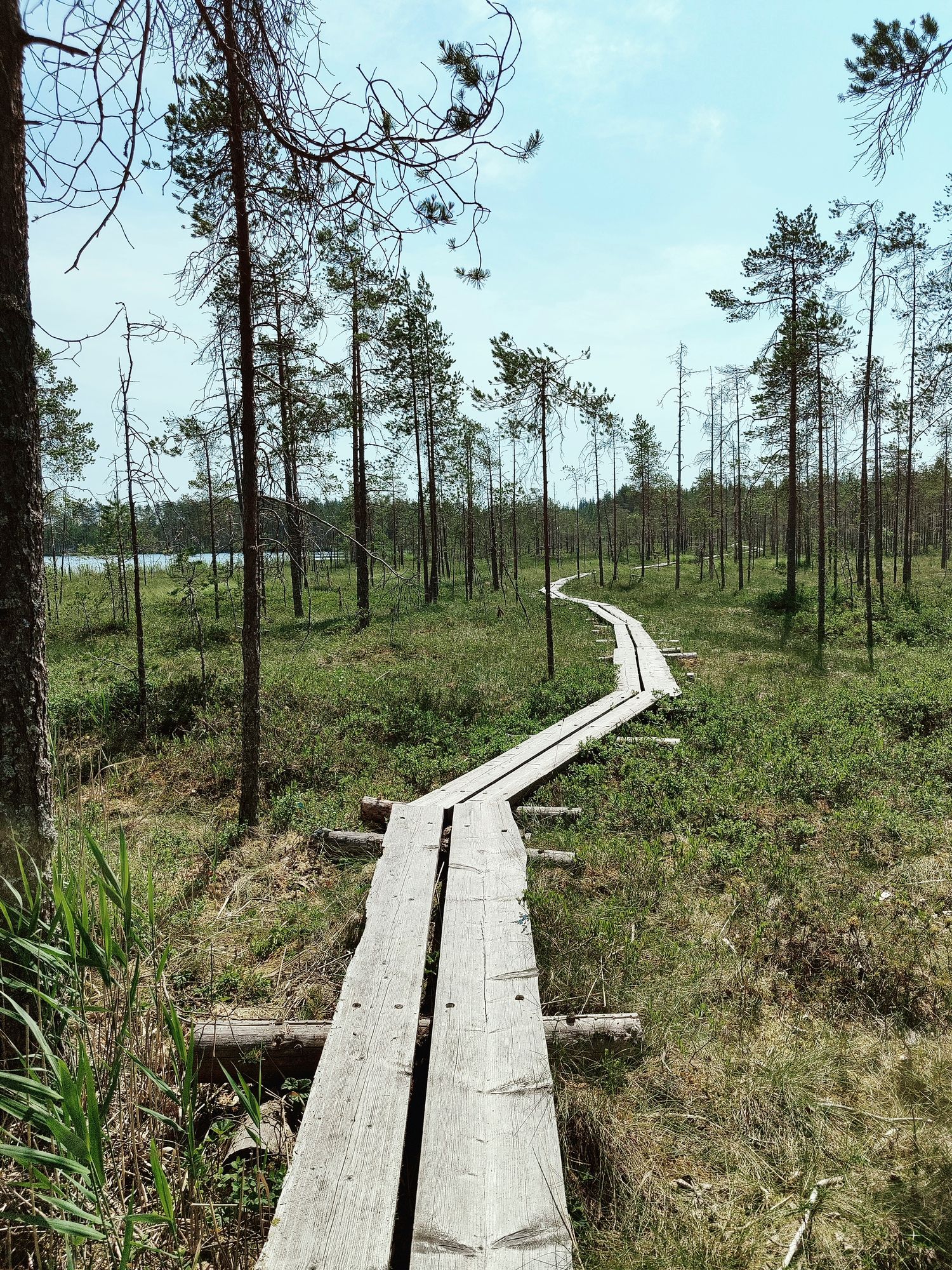 Pitkospuupolkua on silmänkantamattomiin. © Pirjo Latva-Mantila