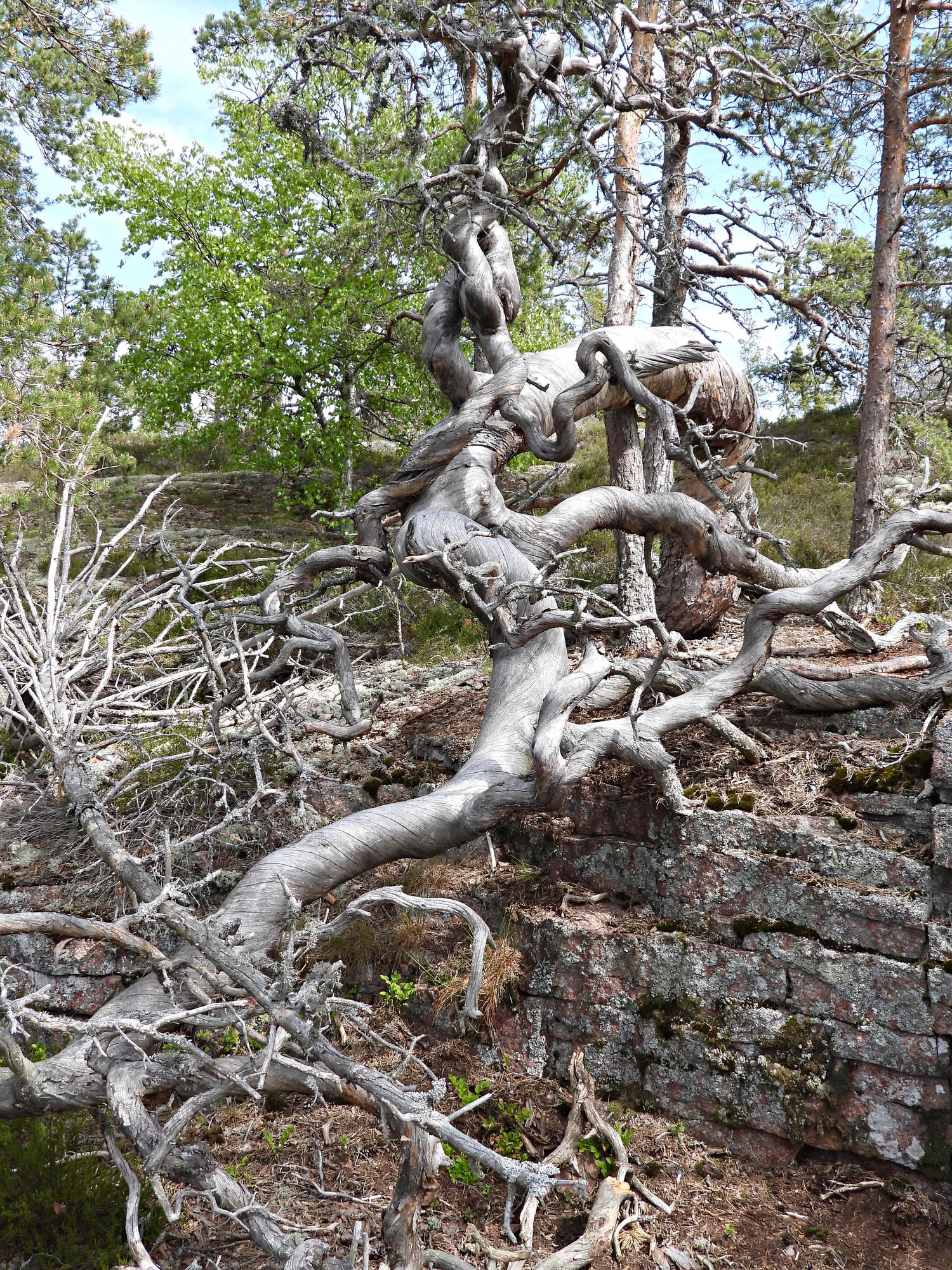 Karuissa olosuhteissa kasvaa veikeitä puita. Tämä on Getan vaellusreitin varrella. © Christian Rönnbacka