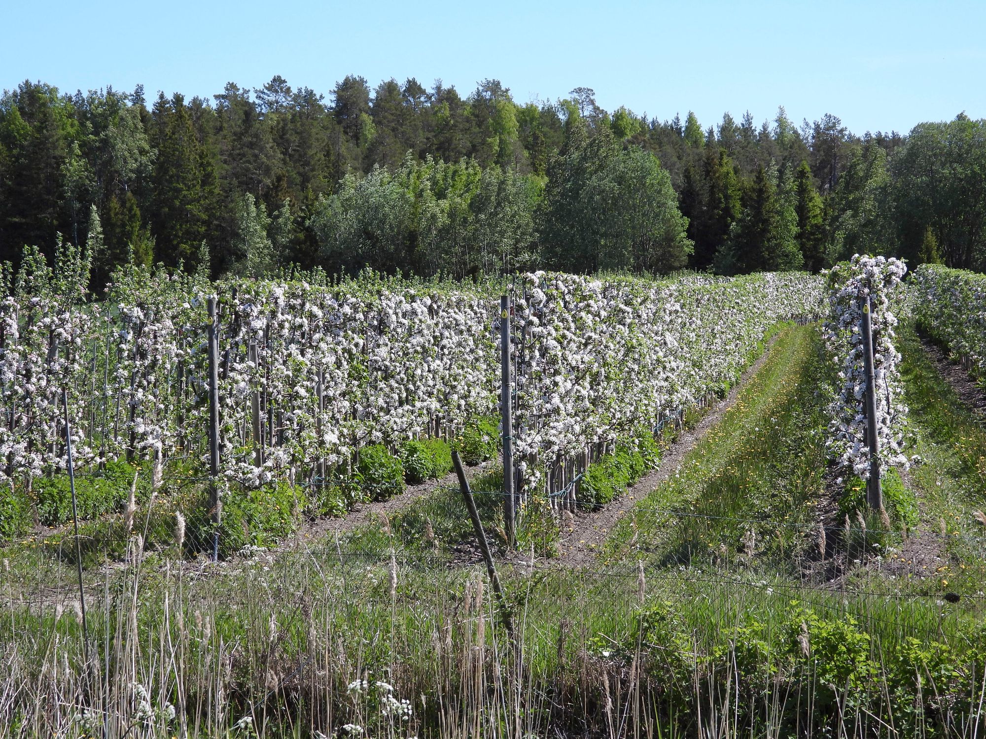 Keväisen Vårdön omenapuut täydessä kukassa. © Christian Rönnbacka