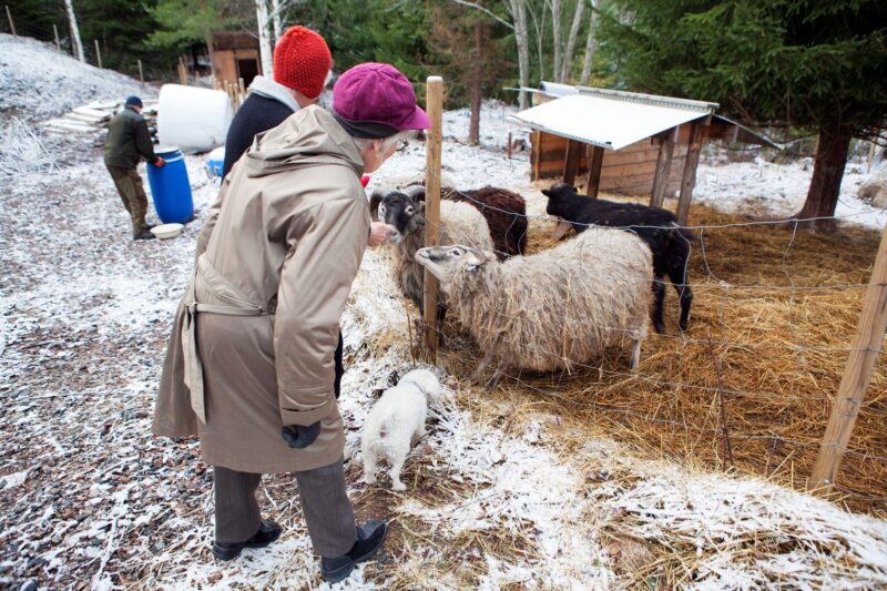 Pihalla pääsee halutessaan rapsuttelemaan myös lampaita.  © Mandi Säilä