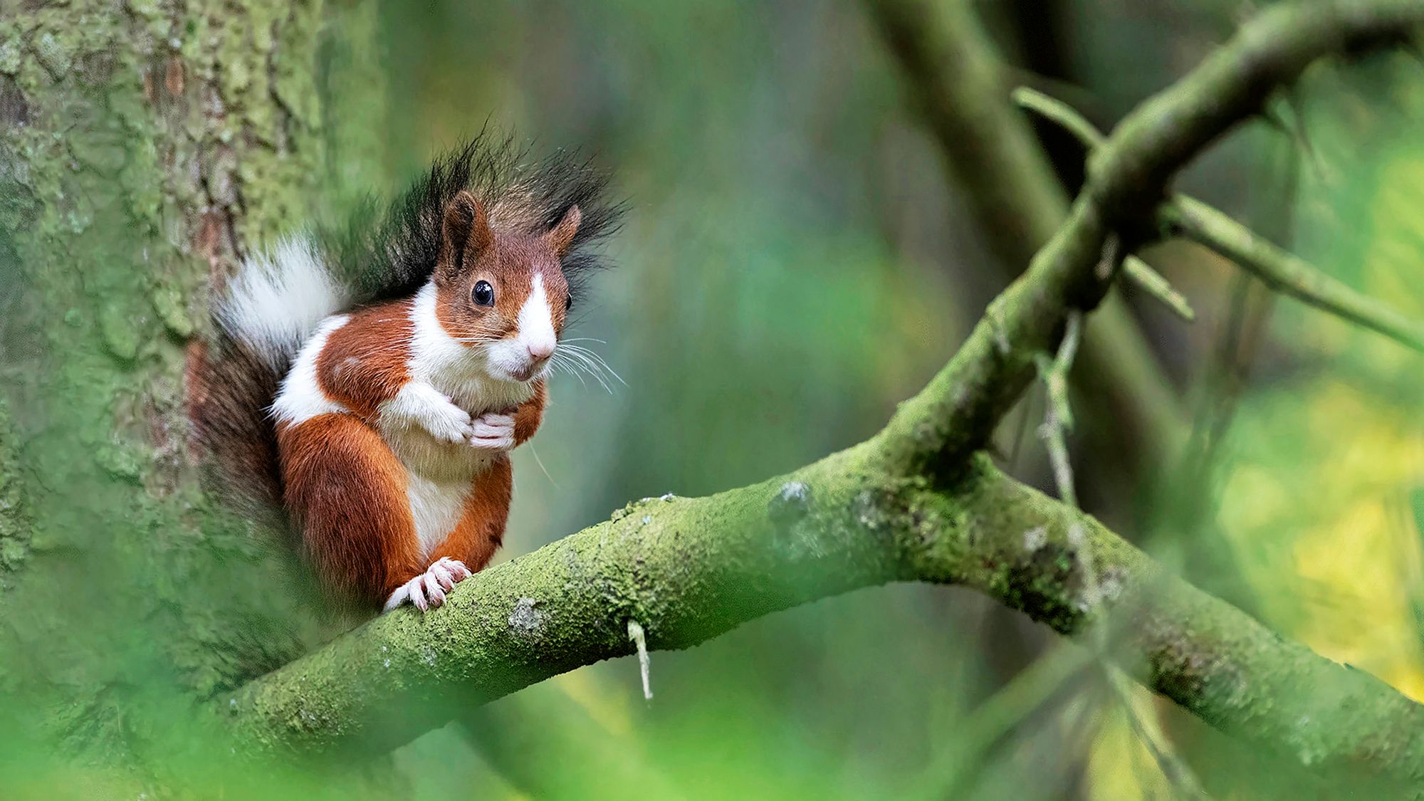Poikkeavan oravan kuvaaminen on toisinaan tylsää puuhaa, varsinkin jos se käy muutaman tunnin päiväunilla. © Henry Lehto