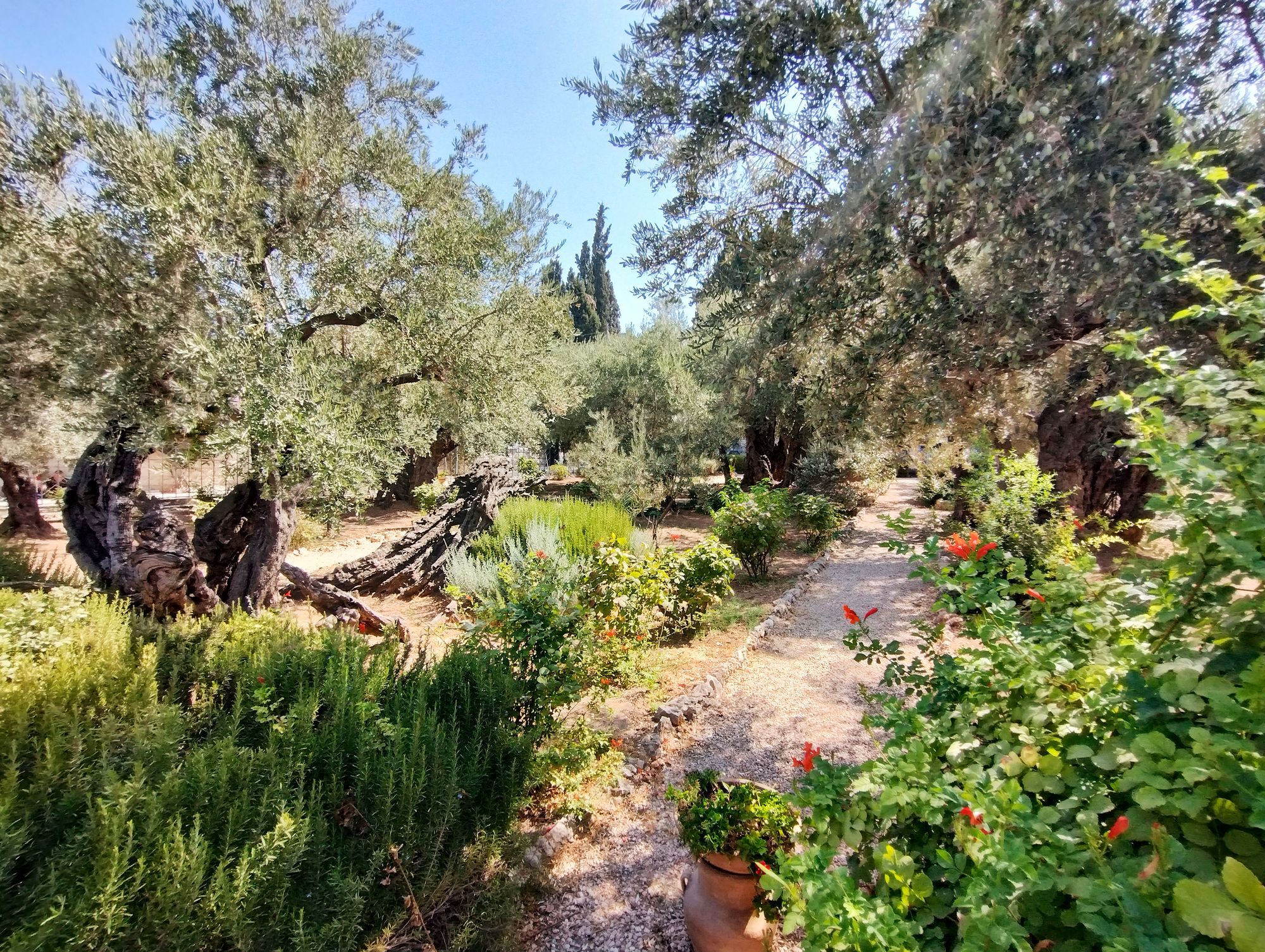Jeesus rukoili ja odotti Juudaksen saapumista Getsemanen puutarhassa. © Päivi Lipponen