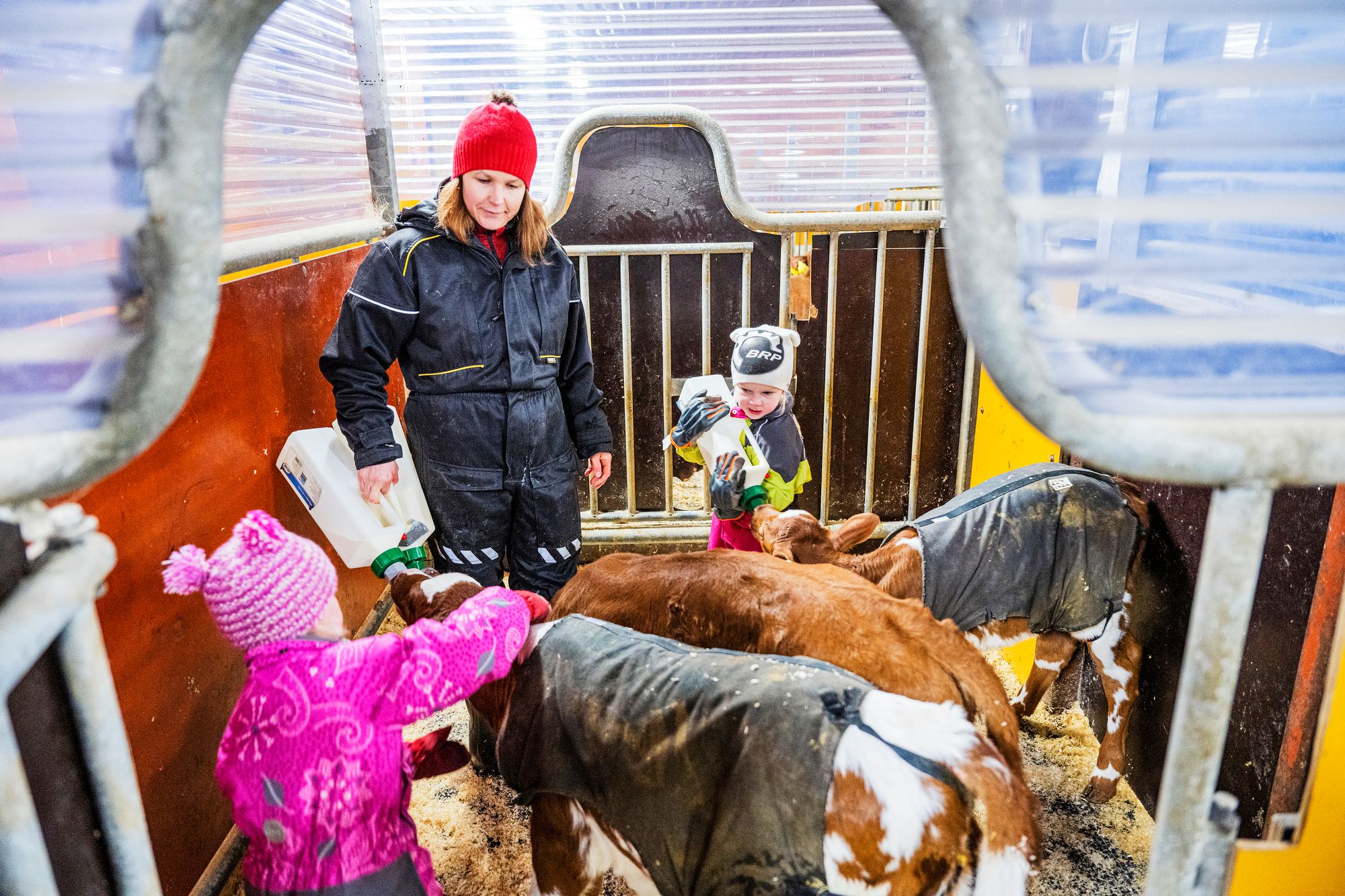 Laura, Isella ja Ilana Kämäräinen ruokkivat alle kuukauden ikäiset vasikat maidolla. © Vesa Tyni