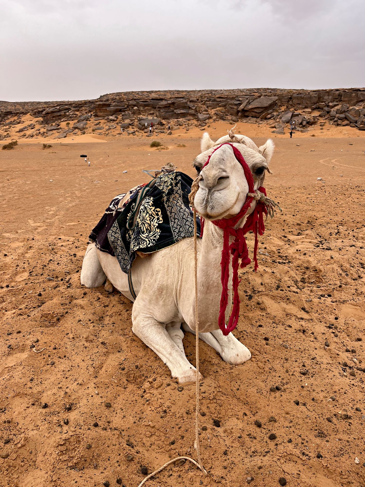 Halukkaat pääsivät kamelin huojuvaan kyytiin. © Eveliina Lauhio