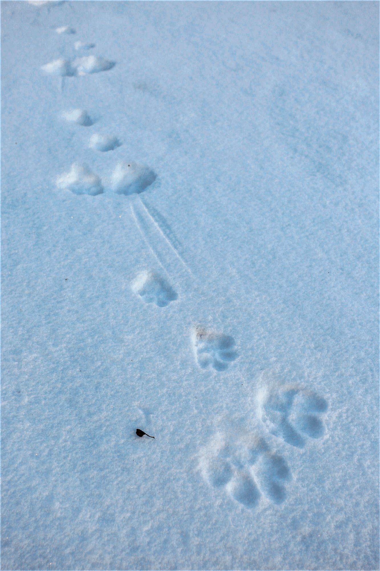 Metsäjäniksen henkivakuutus on kyky levittää tassut kantaviksi lumikengiksi. © Niko Pekonen / Vastavalo