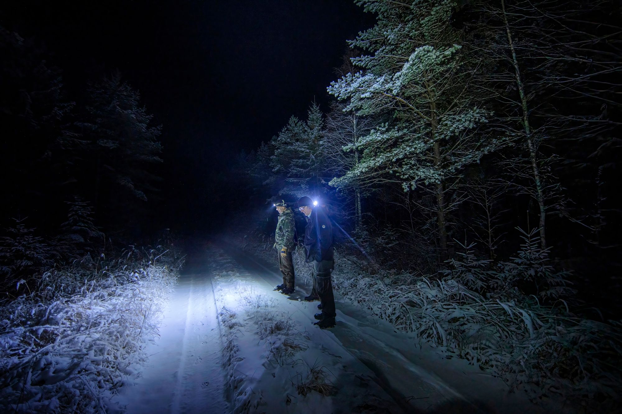 Iltayöstä suden jälkiä seurataan myös metsätietä myöten. © Marjo Tynkkynen