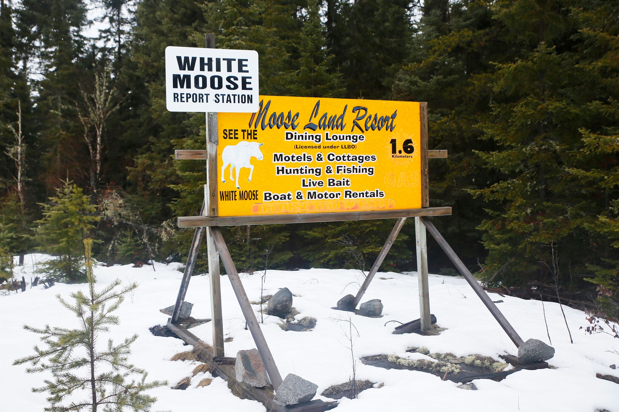 Ivanhoe laken kansallispuisto Kanadan Ontariossa mainostaa olevansa paras paikka maailmassa nähdä valkoinen hirvi.