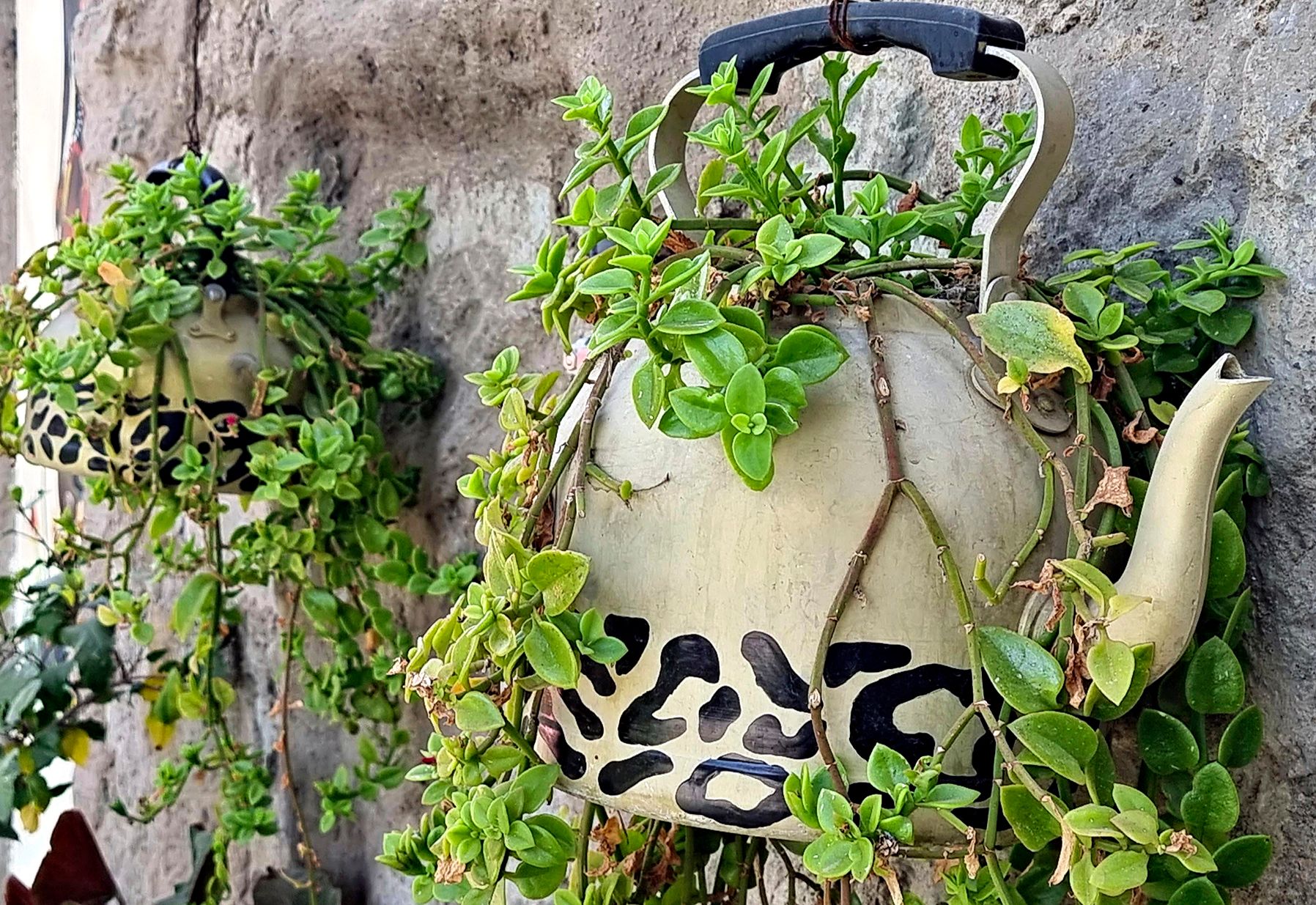 Sari rakastaa kierrätystä. Vanha teepannu on saanut kylkeensä leopardin pilkkuja ja uuden elämän kukkaruukkuna. © Päivi Arvonen