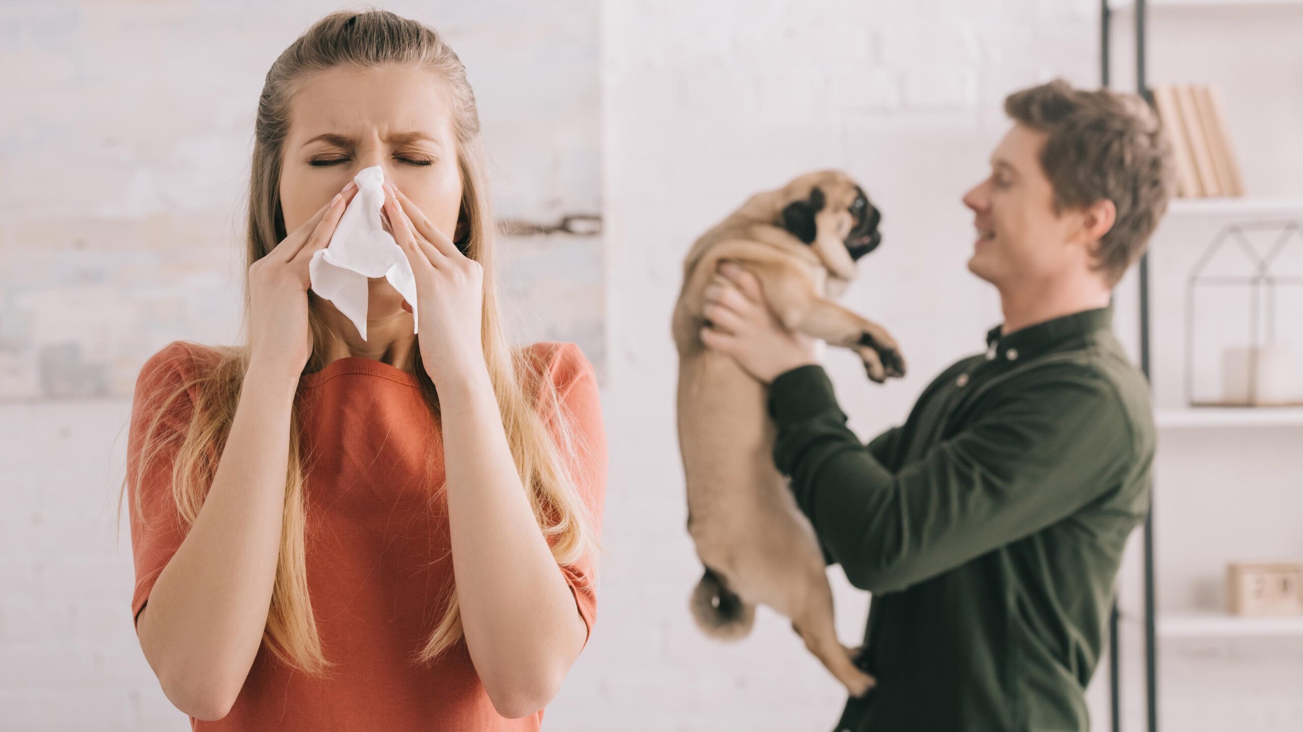 Allergiaystävällinen koira voi sopia allergiaperheeseen.