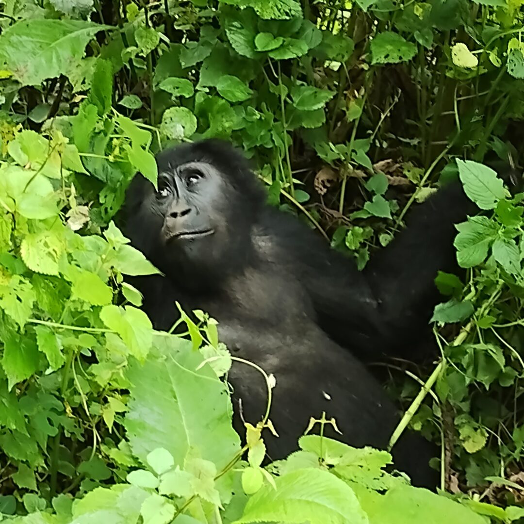 Sumuisten vuorten gorilla