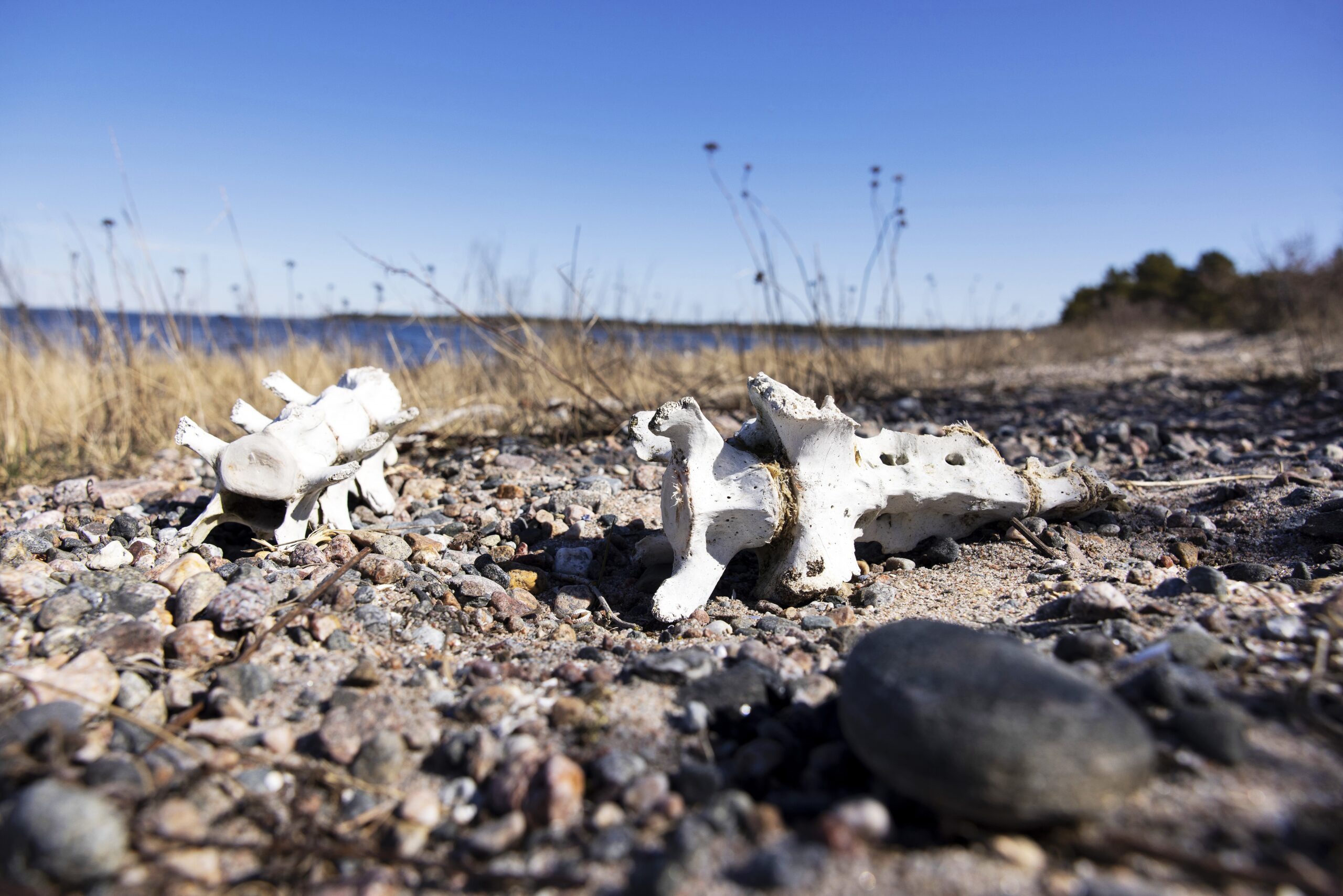Aki Aintilan mukaan kuollut hylje rantautui Gåsörsuddenille pari kesää sitten. Siitä saivat ravintoa monet haaskalinnut. © Tommi Tuomi