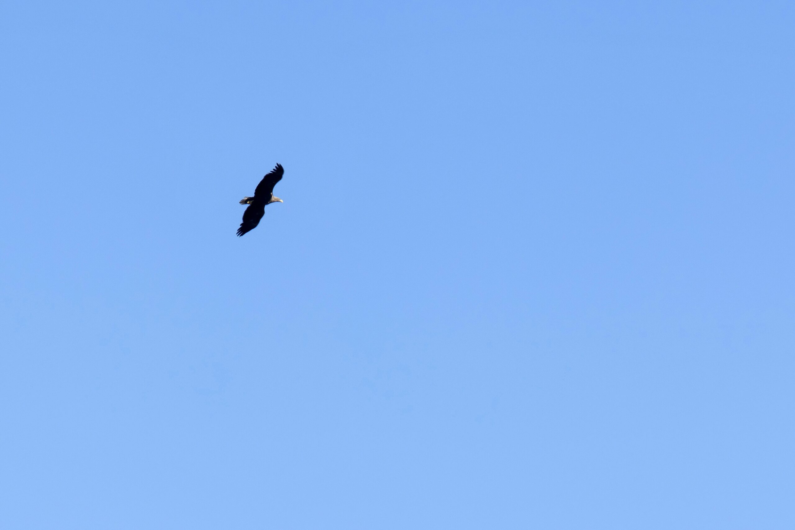 Merikotka on siipien kärkivälillä mitattuna Suomen suurin lintu. Ilmestyessään taivaalle se saa pienemmät linnut lentoon. © Tommi Tuomi