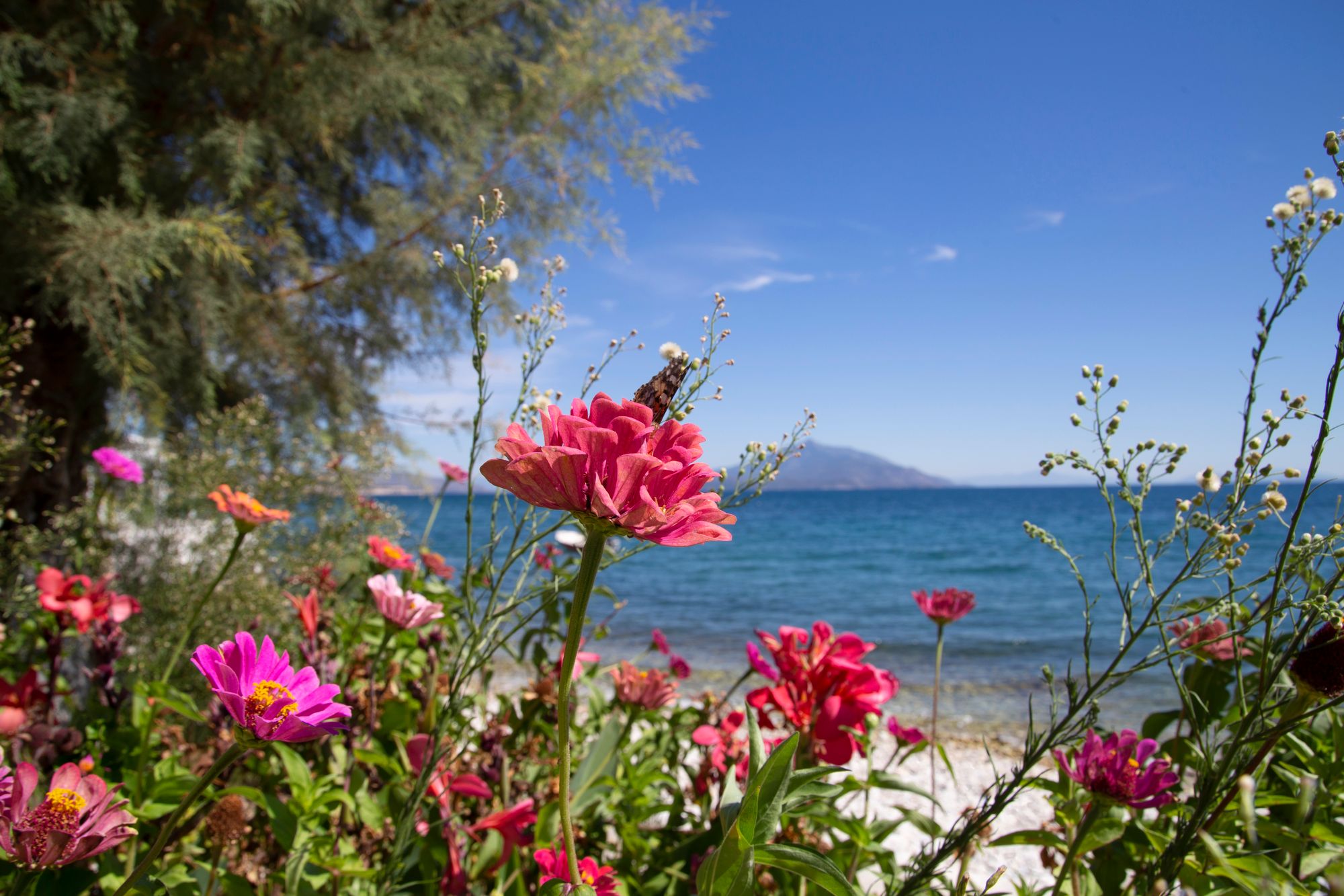 Sanna Moilasen kotikylä Ireon sijaitsee Samoksen kaakkoisella rannalla. © Eeva Pesonen
