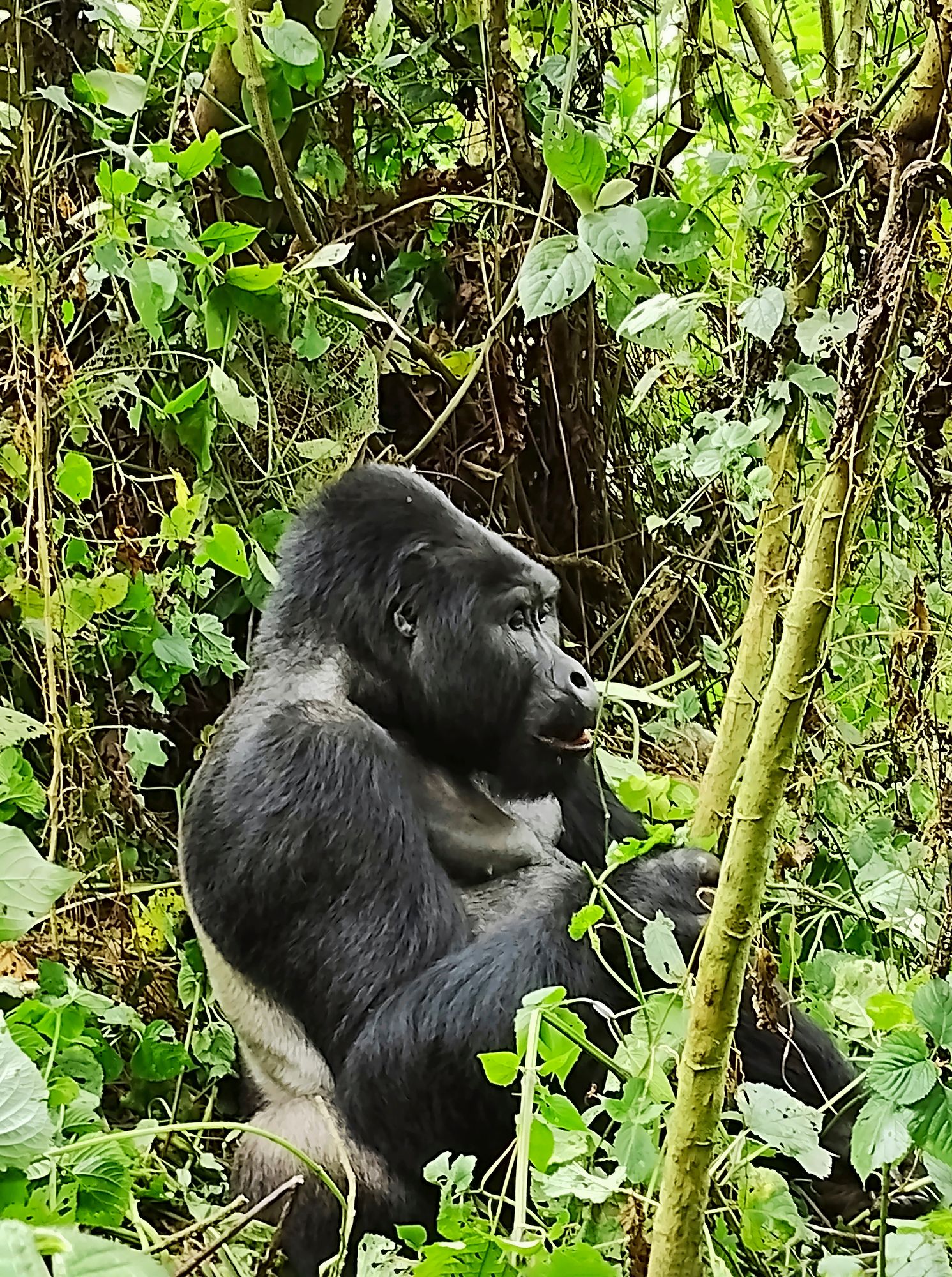 Päivi Lipponen uskoi pitkään, että Sumuisten vuorten gorilloiden näkeminen on utopistinen haave. Muutama vuosi sitten hän sai kuulla, että gorilloiden luo järjestetään matkoja. Piti vain löytää luotettava henkilö, joka veisi hänet vuorille. © Päivi Lipponen
