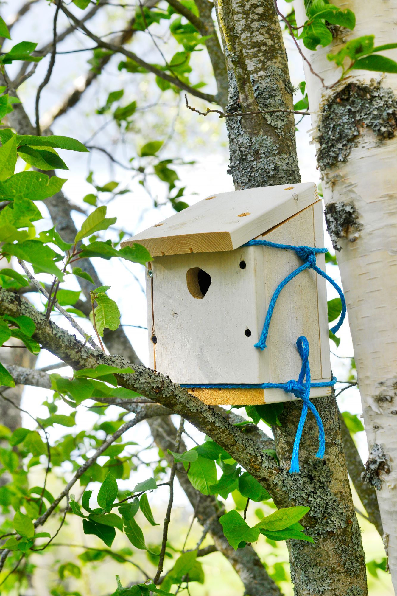 Linnunpöntöt valmistuivat puutyökurssilla, ja nyt perhe seurailee lintukirjan kanssa, minkälaisia visertäjiä pönttöihin muuttaa. © Juha Harju
