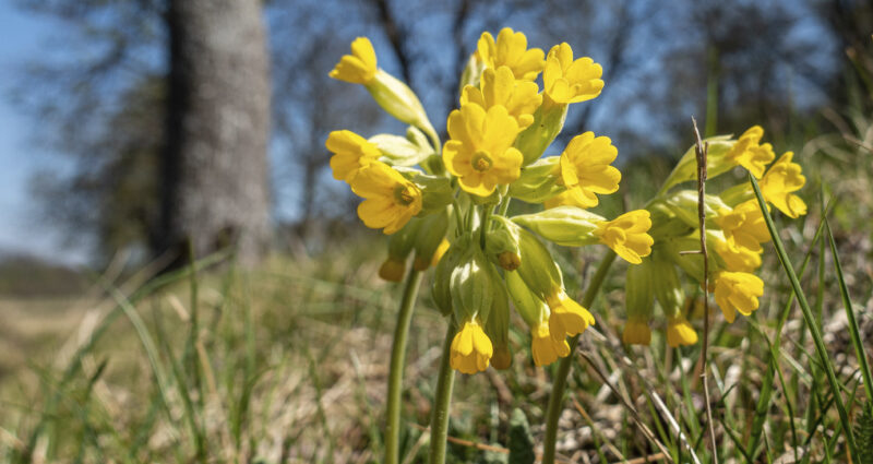 Pirteän keltainen kevätesikko voi olla täydessä kukinnassaan jo toukokuussa.