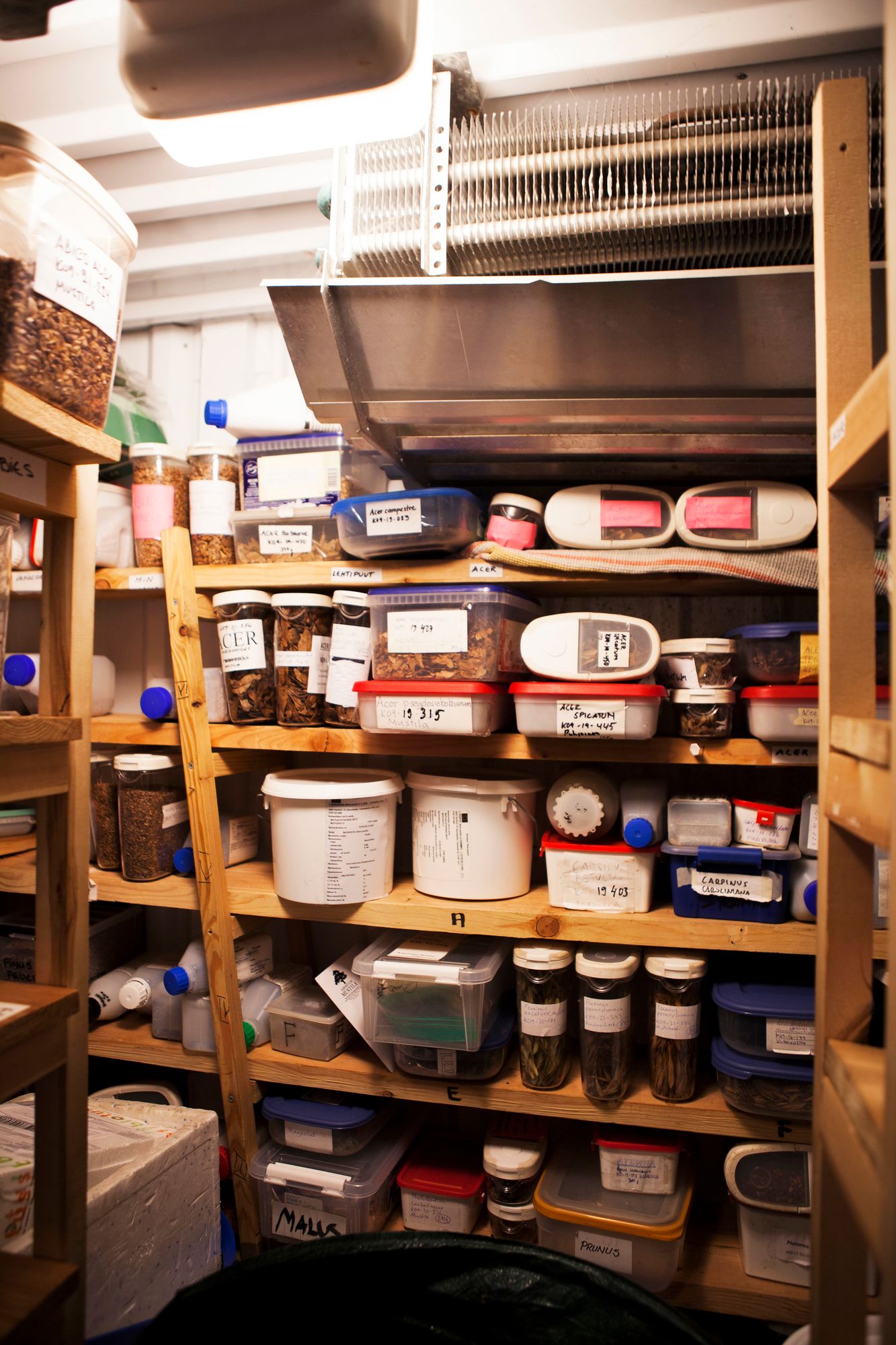 Mustilan myynti­siemeniä säilytetään viileässä varastokaapissa.  © Sini-Marja Niska