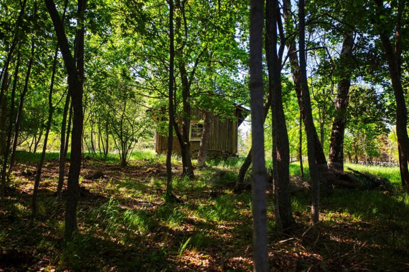 Tapahtumien virallisen version mukaan Ida Saarinen väijyi vanhusta metsässä ennen kuin piiloutui talon vintille. © Tommi Taipale